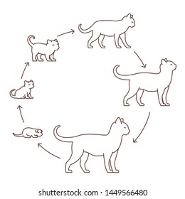 Round Stages Of Cat Growth Set. From Kitten To Adult Cat. Animal Pets. Pussy Grow Up Animation Progression. Circle Pet Life Cycle. Outline Contour Line Vector Illustration.