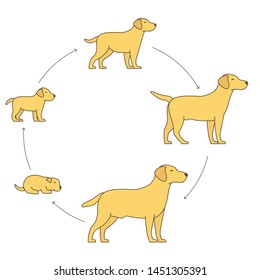704 Dog life cycle Images, Stock Photos & Vectors | Shutterstock