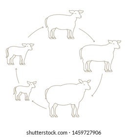 Round Stages of mutton growth set. Breeding ewe. Wool lamb production raising. Yeanling grow up animation circle progression. Outline contour line vector illustration.