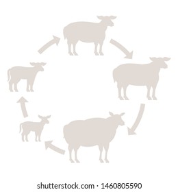 Round Stages of mutton growth set. Breeding ewe. Wool lamb production raising. Yeanling grow up animation circle progression. Silhouette Outline contour line vector illustration.