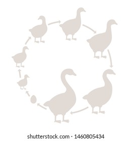 Round Stages of poultry growth set. Breeding fowl. Goose production. Goose farm. Gosling grow up circle animation progression. Silhouette Flat vector.