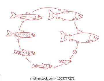 657 Salmon diagram Images, Stock Photos & Vectors | Shutterstock