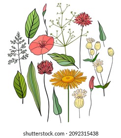 Round template with hand drawn green herbs and forest flowers. Circle made of different botanical elements. Floral illustration can be used as spring and summer design template.