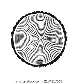 Round tree trunk cut, sawn pine or oak slice. Saw cut timber, wood. Wooden texture with tree rings. Hand drawn sketch. Vector illustration