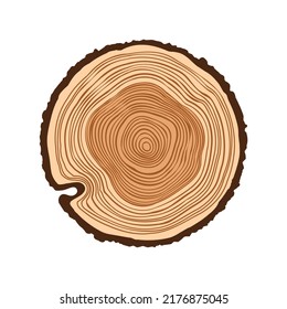 Round tree trunk cut, sawn pine or oak slice. Saw cut timber, wood. Brown wooden texture with tree rings. Hand drawn sketch. Vector illustration