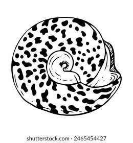 Caracol trochus redondo espiral concha marina Ilustración vectorial en blanco y negro. Animal de molusco oceánico tropical de Indonesia y Filipinas para pegatinas y diseño náutico