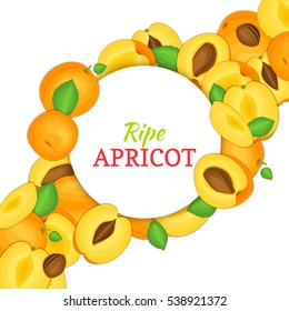 Round white frame on ripe apricot diagonal composition background. Vector card illustration. Delicious fresh and juicy apricot whole, peeled piece of half slice leaves seed. appetizing looking