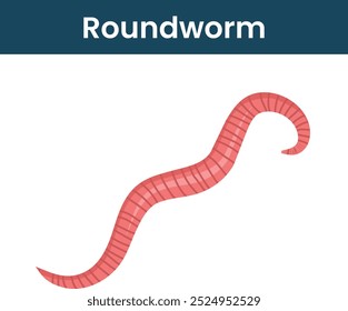 Ilustración científica del gusano redondo, diagrama del gusano redondo