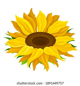 Round Yellow Flower Head of Sunflower or Helianthus Vector Illustration