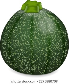 Round Zucchini or Eight Ball squash. Cue Ball squash. Courgette or marrow. Summer squash. Cucurbita pepo or cucubits. Fruits and vegetables. Vector illustration isolated on white background.