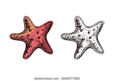 Rounded starfish illustration in hand drawn style with coral orange gradient and detailed monochrome version. Isolated marine animal for nautical designs and summer projects.