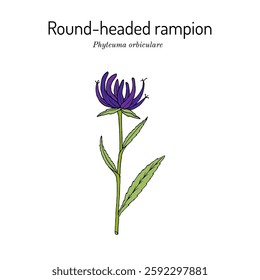 Round-headed rampion, or Pride of Sussex (Phyteuma orbiculare), edible plant. Hand drawn botanical vector illustration