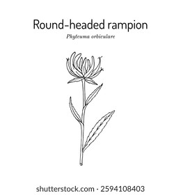 Round-headed rampion, or Pride of Sussex (Phyteuma orbiculare), edible plant. Hand drawn botanical vector illustration