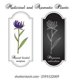 Round-headed rampion, or Pride of Sussex (Phyteuma orbiculare), edible plant. Hand drawn botanical vector illustration