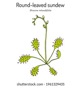 Round-leaved sundew (Drosera rotundifolia), carnivorous and medicinal plant. Hand drawn botanical vector illustration