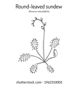 Round-leaved sundew (Drosera rotundifolia), carnivorous and medicinal plant. Hand drawn botanical vector illustration