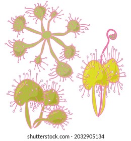 round-leaved sundew, a graceful insectivorous plant with a bunch of leaves vector illustration