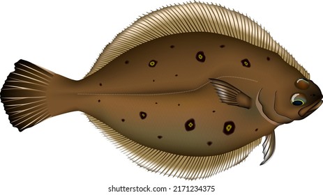 'Round-nose flounder' fish illustration. Vector EPS format.