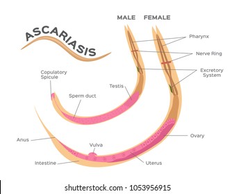 Az Ascaris spicules - Albena tabletták férgek számára