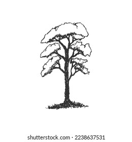 Roung pen sketch hand drawn tall tree vector illustration art design concept freehand drawn tree isolated on white background.
