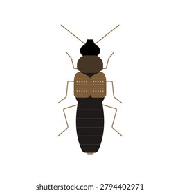 Rove Beetle Vector Illustration Isolated Insect Clipart