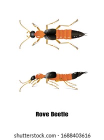 Rove beetle vector on white background, isolated illustration.