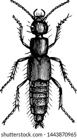 Rove Beetle, vintage engraved illustration.