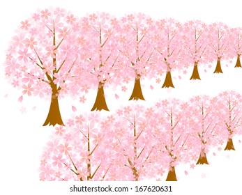 Row of cherry blossom trees cherry background