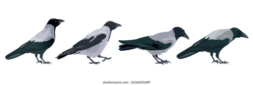 Row of crows in different poses. Birds collection. Set of vector illustrations isolated on white background