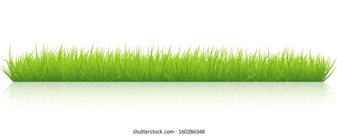 Fila de hierba verde fresca aislada en blanco. Vector EPS10.