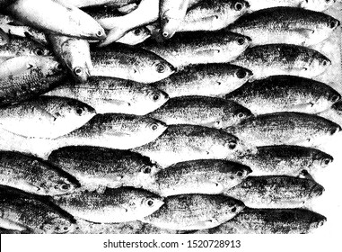 Row of fresh Japanese Amberjack fish on display in a wet market. Benday dot vector illustration. 