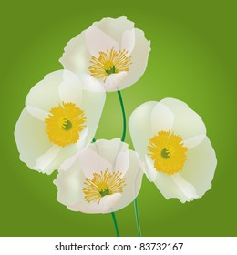 Row of poppy flowers isolated on green background