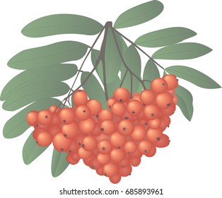 rowan
