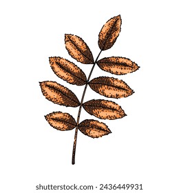 rowan autumn leaf hand drawn. tree ground, fallen texture, banner yellow rowan autumn leaf vector sketch. isolated color illustration