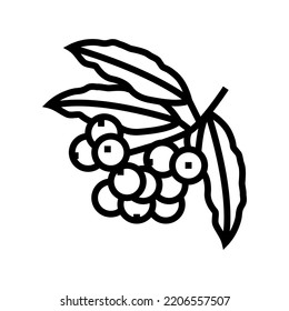 rowan autumn line icon vector. rowan autumn sign. isolated contour symbol black illustration
