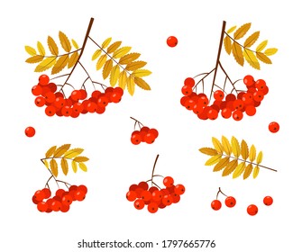 Rowan banches with red berries and leaves on white background. Elements for autumn or summer nature design. Vector illustration.