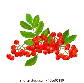 rowan berries