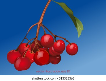 rowan berries against the blue sky, autumn background, vector illustration
