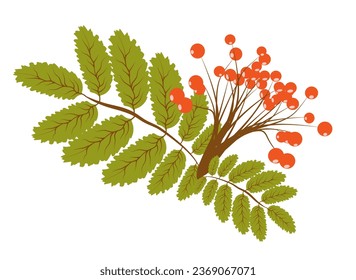 Rowan berries branch, autumn and fall rowanberry forest tree with leaves, vector isolated icon. Thanksgiving holiday and autumn season harvest of rowan berries