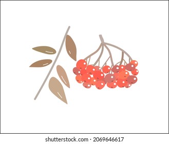 Rowan berries fruit autumn vector illustration