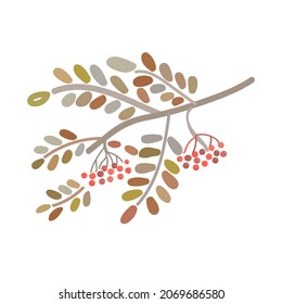 Rowan berries fruit autumn vector illustration