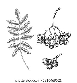 Rowan berries hand drawn vector illustration set. Mountain ash autumn leaves vintage botanical sketches collection. NOT AI generated 