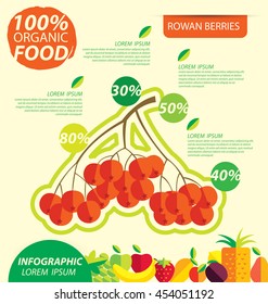 Rowan berries. Infographic template. vector illustration.