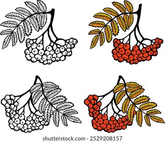 Rowan berries and leaves illustration - coloring page with colored version, educational illustration, decorative elements for design