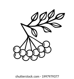 Rowan berries line icon. Rowan branch outline. Vector illustration isolated on white.
