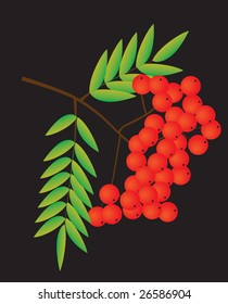 Rowan berries on a black background. Vector illustration
