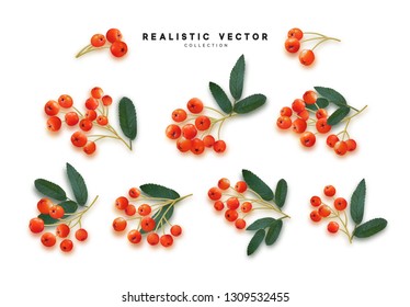 Rowan berries realistic isolated on white background.