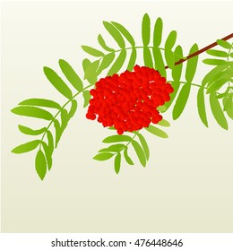 Rowan berries tree branch with leaves autumn vector background vintage illustration