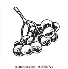 Bayas de Rowan. Ilustración vectorial en estilo de boceto