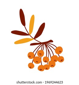 Rowan berries. Vector on an isolated background. A flat simple illustration of the fruit of a rowan tree with yellow orange brown leaves. Sticker, an element of autumn decor.